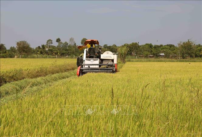 Loc Troi Group’s area to grow rice to export to the UE in the southern province of An Giang. VNA Photo