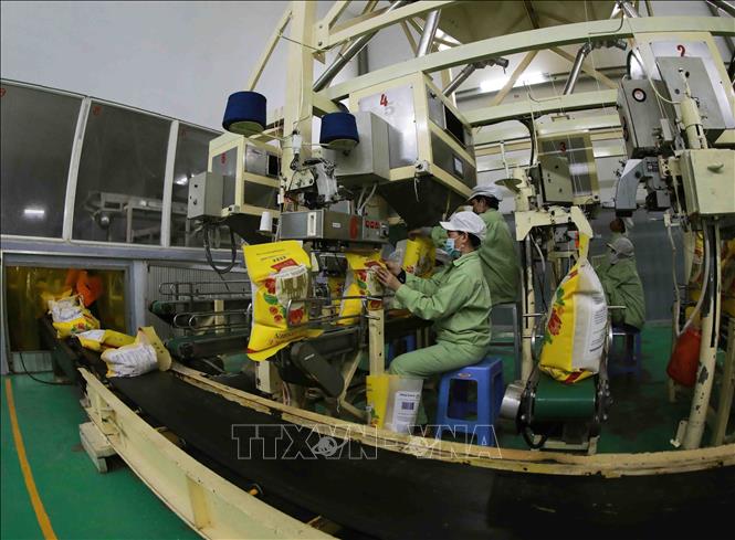 Processing rice for exports at a plant of Loc Troi Group in the southern province of An Giang. VNA Photo