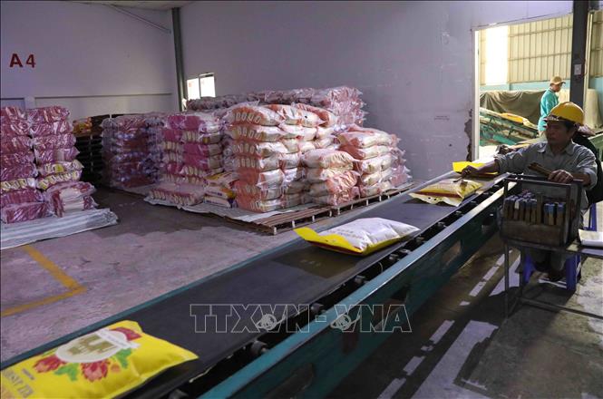 Processing rice for exports at a plant of Loc Troi Group in the southern province of An Giang. VNA Photo