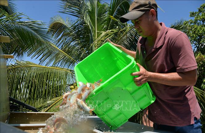 Trong ảnh: Thu hoạch cá heo đuôi đỏ. Ảnh: Nhựt An - TTXVN
