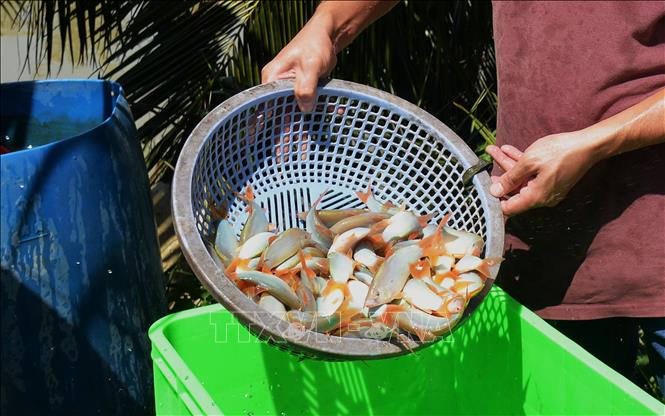 Trong ảnh: Thu hoạch cá heo đuôi đỏ. Nhựt An - TTXVN
