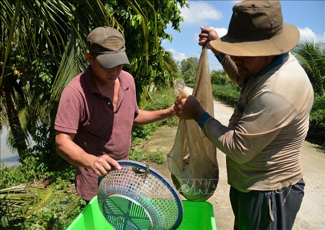 Trong ảnh: Thương lái thu mua cá của ông Nguyễn Văn Châu ở xã Phú Lợi (Thanh Bình, Đồng Tháp). Ảnh: Nhựt An - TTXVN
