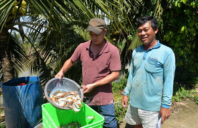 Trong ảnh: Ông Nguyễn Văn Châu (bên phải) xuất bán cá heo đuôi đỏ. Ảnh: Nhựt An - TTXVN