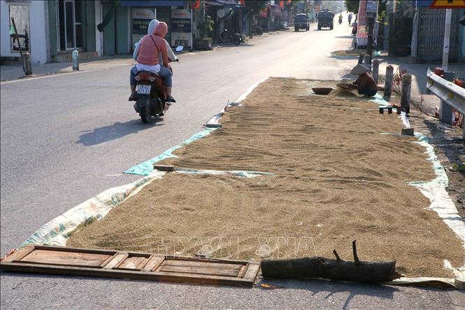Trong ảnh: Người dân phơi thóc trên tuyến đường quốc lộ 38B từ thành phố Nam Định đi huyện Vụ Bản. Ảnh: Công Luật - TTXVN
