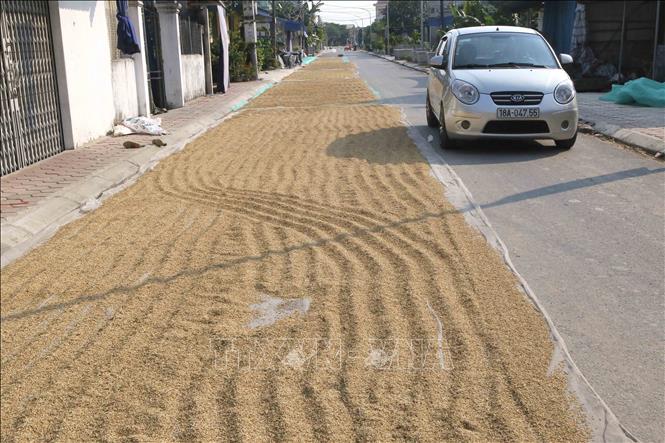 Trong ảnh: Người dân phơi thóc chiếm nửa lòng đường trên tuyến đường liên xã tại thị trấn Mỹ Lộc, huyện Mỹ Lộc. Ảnh: Công Luật - TTXVN
