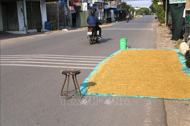 Trong ảnh: Người dân phơi thóc, đặt vật cản trên tuyến quốc lộ 38B từ thành phố Nam Định đi huyện Vụ Bản. Ảnh: Công Luật - TTXVN

