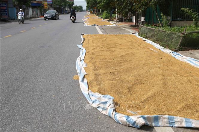 Trong ảnh: Người dân phơi thóc trên tuyến tỉnh lộ 490C qua địa phận xã Đồng Sơn, huyện Nam Trực. Ảnh: Công Luật - TTXVN

