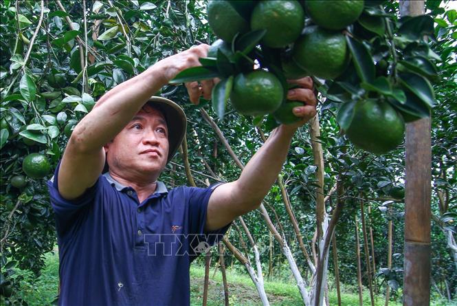 A farmer takes care of his green king oranges with VietGAP standards. VNA Photo: Nam Thái 
