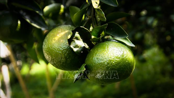 Ripe king oranges from Ha Giang province will have bright yellow-green skin, juicy and with less seeds. VNA Photo: Nam Thái 