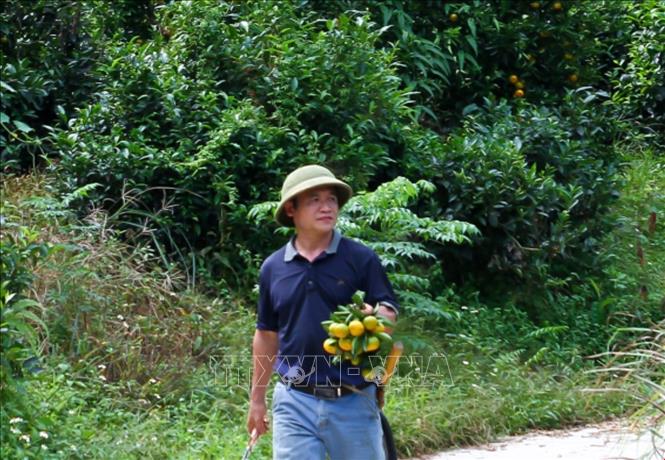 Farmer Dang Van Phong harvests his golden oranges. VNA Photo: Nam Thái 