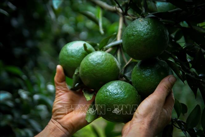 Ripe king oranges from Ha Giang province will have bright yellow-green skin, juicy and with less seeds. VNA Photo: Nam Thái