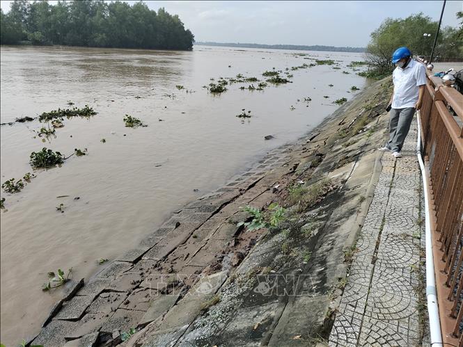 Trong ảnh: Sạt lở tại bờ kè sông Bến Tre. Ảnh: Huỳnh Phúc Hậu - TTXVN