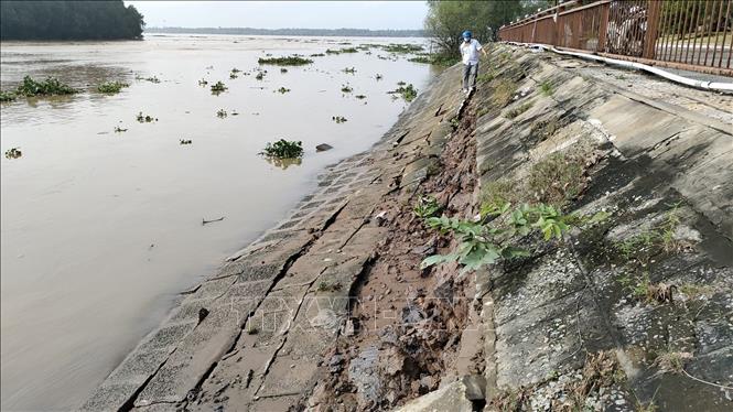 Trong ảnh: Sạt lở tại bờ kè sông Bến Tre. Ảnh: Huỳnh Phúc Hậu - TTXVN