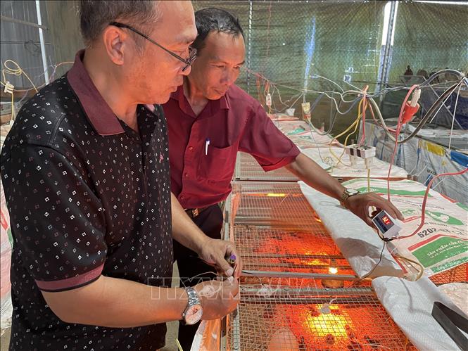 Trong ảnh: Điều chỉnh bộ cảm biến nhiệt độ lồng nuôi chim trĩ con. Ảnh: Hồng Nhung - TTXVN