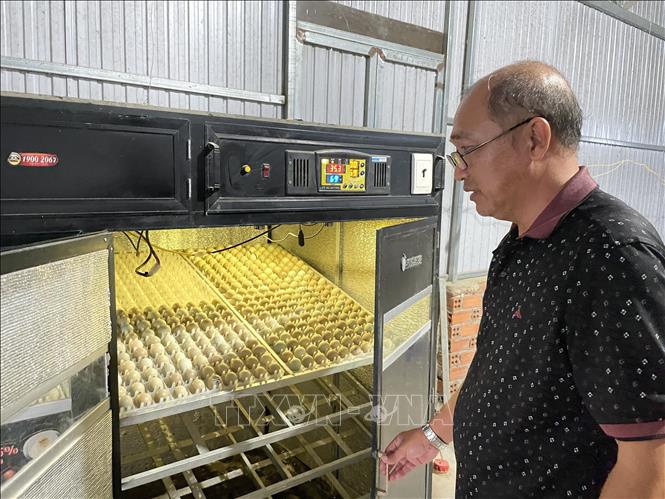 Trong ảnh: Ông Trần Tuấn Khanh, Giám đốc Công ty TNHH Thanh Mai kiểm tra tủ ấp 3.200 quả trứng chim trĩ. Ảnh: Hồng Nhung - TTXVN