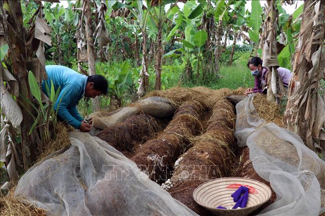 Tái sử dụng rơm rạ - gia tăng giá trị cây lúa - Ảnh thời sự trong nước ...