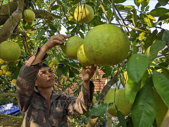 Với khí hậu phù hợp, đất đai màu mỡ do được đôi bờ Sông Gâm bồi đắp giống bưởi ở đây nên cho trái có vị ngon đặc trưng. Ảnh: Nam Sương - TTXVN