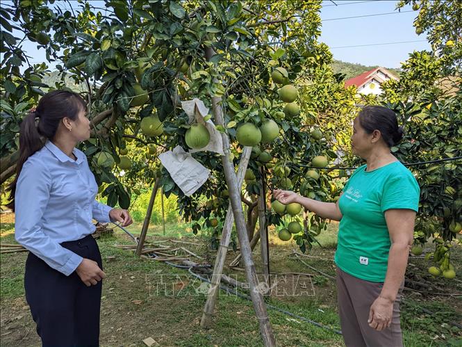 Bưởi Soi Hà hiện là cây ăn quả chủ lực trong phát triển kinh tế xã hội của huyện Yên Sơn (Tuyên Quang). Ảnh: Nam Sương - TTXVN