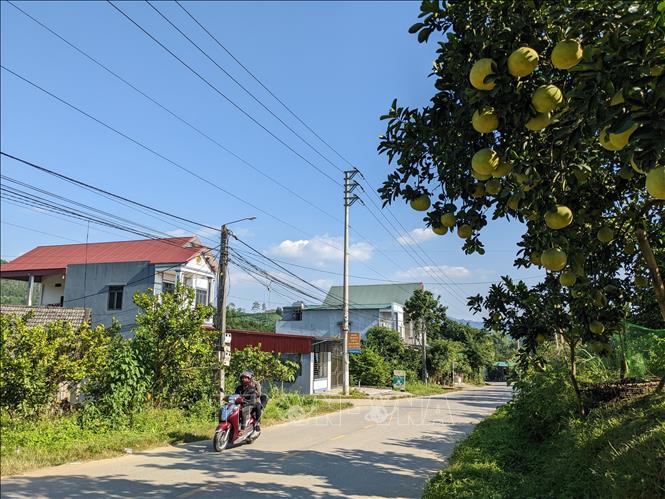 Xã Xuân Vân là một trong những xã có diện tích trồng bưởi Soi Hà lớn nhất huyện Yên Sơn (Tuyên Quang). Ảnh: Nam Sương - TTXVN