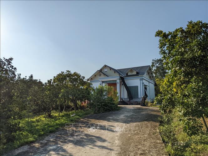 Nhiều hộ gia đình có kinh tế phát triển nhờ cây bưởi. Ảnh: Nam Sương - TTXVN