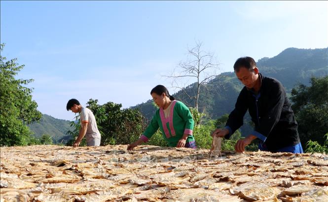 Gia đình anh Và Nhè Chứ, ở bản Pà Khà, xã Tà Tổng, huyện Mường Tè tổ chức sản xuất phát triển kinh tế cho thu nhập hơn 100 triệu/năm. Ảnh: Hoàng Thùy Oanh/TTXVN