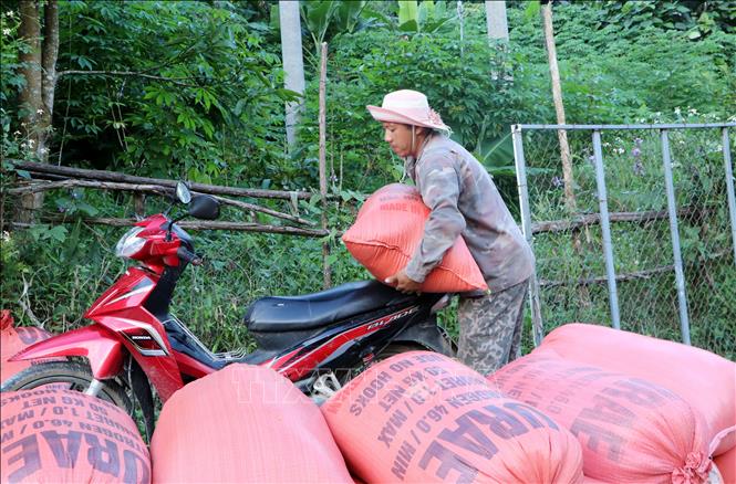 Anh Mùa A Vàng, ở bản Pa Mu, xã Hua Bum, huyện Nậm Nhùn yên tâm lao động sản xuất khi vợ và 3 con tự nguyện từ bỏ tà đạo bà Cô Dợ. Ảnh: Hoàng Thùy Oanh/TTXVN