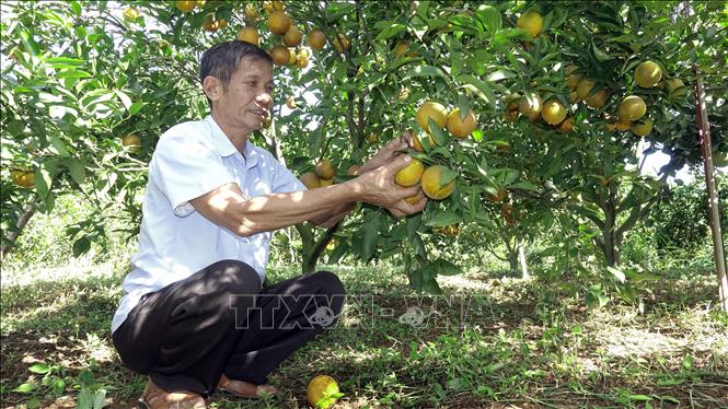 Vườn cam của người dân xã Chiềng Mung, huyện Mai Sơn, tỉnh Sơn La. Ảnh: Hữu Quyết - TTXVN  