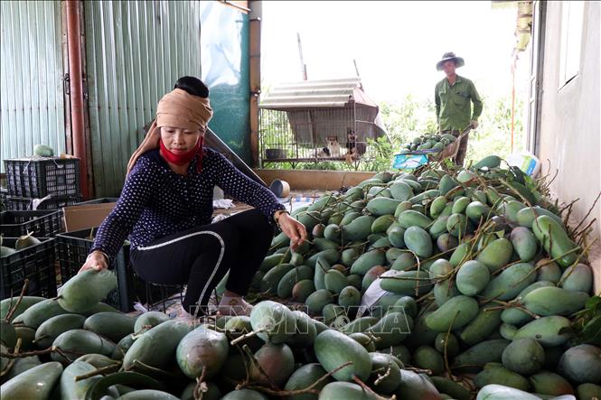Người dân xã Chiềng Mung, huyện Mai Sơn, tỉnh Sơn La phân loại quả xoài sau khi thu hoạch. Ảnh: Hữu Quyết - TTXVN  