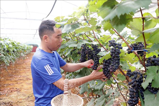 Ông Nguyễn Đình Tuấn, Giám đốc Hợp tác xã Đoàn Kết, xã Chiềng Mung, huyện Mai Sơn thu hoạch quả nho. Ảnh: Hữu Quyết - TTXVN  
