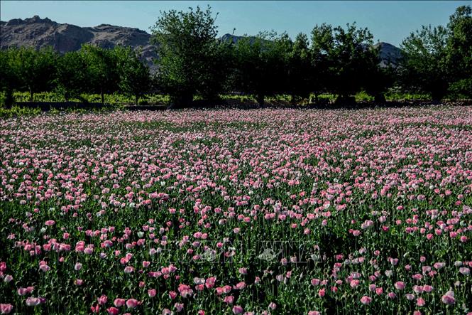 Trong ảnh: Cây thuốc phiện được trồng trên cánh đồng tại Kandahar, Afghanistan, ngày 3/4/2022. Ảnh: AFP/TTXVN