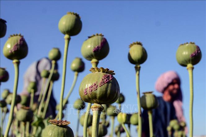 Trong ảnh: Cây thuốc phiện được trồng trên cánh đồng tại Kandahar, Afghanistan, ngày 3/4/2022. Ảnh: AFP/TTXVN