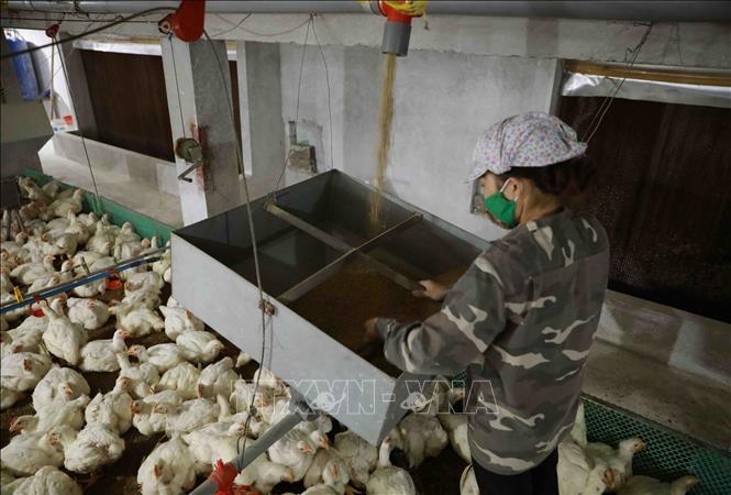 Kiểm tra nguồn cấp thức ăn tự động ở trang trại chăn nuôi gà thịt liên kết với doanh nghiệp của hộ gia đình anh Lê Xuân Đóa, xã Hòa Cuông, huyện Trấn Yên, tỉnh Yên Bái. Ảnh: Vũ Sinh - TTXVN
