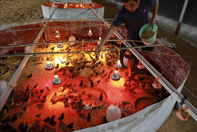 Hộ chăn nuôi gà thịt Nguyễn Văn Hùng ở thôn Phúc Đình, xã Viết Thành, huyện Trấn Yên, tỉnh Yên Bái, được hỗ trợ theo Nghị quyết số 69/2020/NQ-HĐND. Ảnh: Vũ Sinh - TTXVN