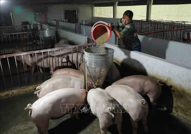 Hộ chăn nuôi lợn thịt Đinh Thị Lân ở thôn Phú Thọ, xã Hòa Cuông, huyện Trấn Yên, tỉnh Yên Bái, có 15 lợn nái đang cho sinh sản, mỗi năm cung cấp khoảng 30 tấn thịt lợn phục vụ thị trường. Ảnh: Vũ Sinh - TTXVN