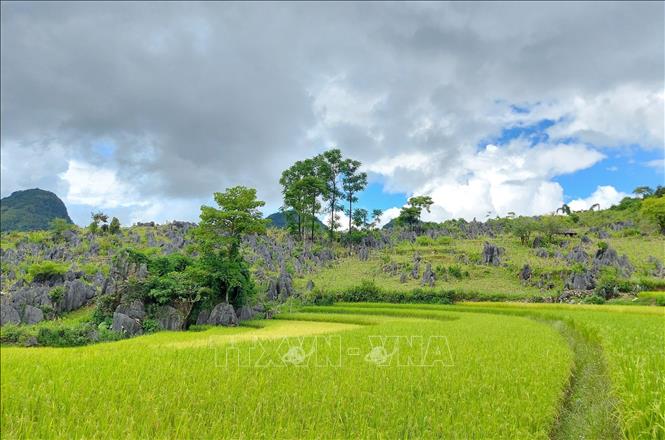 Ruộng bậc thang vào mùa lúa chín của đồng bào dân tộc Mông nằm liền kề những nương đá tai mèo tạo nên bức tranh tự nhiên ấn tượng. Ảnh: TTXVN phát