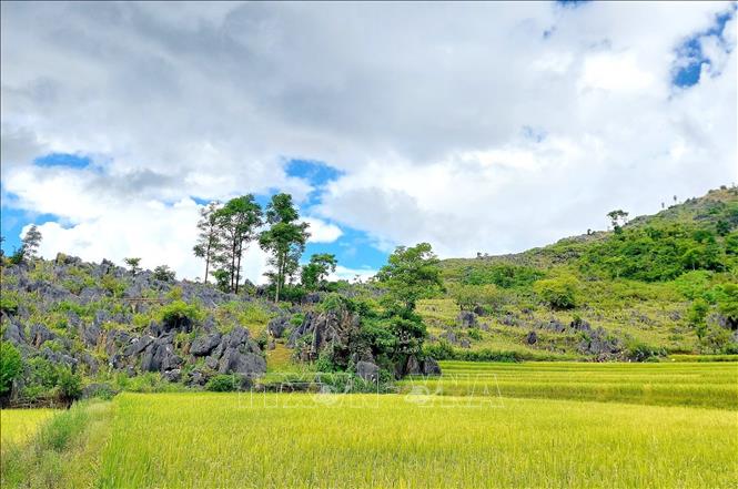 Nằm giữa những vùng đá vôi bao la, cộng đồng người dân tộc Mông tại các xã Tả Phìn, Tả Sìn Thàng, Lao Xả Phình, Xính Phình… từ bao đời nay đã biết chọn mảnh đất bằng phẳng để trồng lúa, phá thế độc canh của cây ngô. Ảnh: TTXVN phát