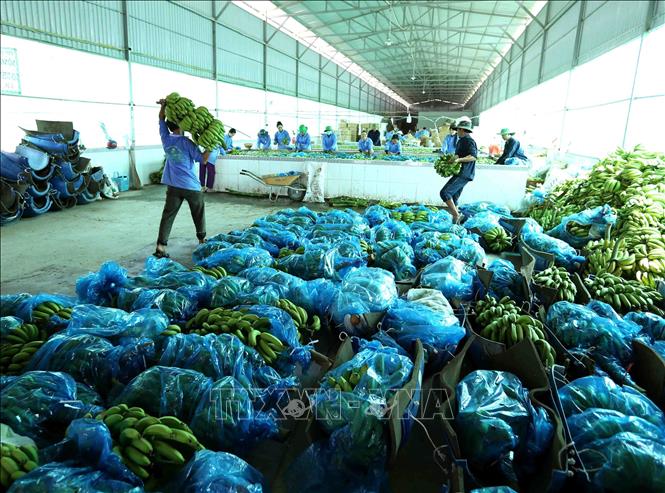 Pre-processing bananas for export at the Xanh Viet Import-Export JSC in Tri Ton district, the Mekong Delta province of An Giang. VNA Photo: Vũ Sinh