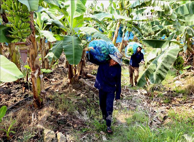 Harvesting bananas to supply to the Xanh Viet Import-Export JSC in Tri Ton district, the Mekong Delta province of An Giang. VNA Photo: Vũ Sinh