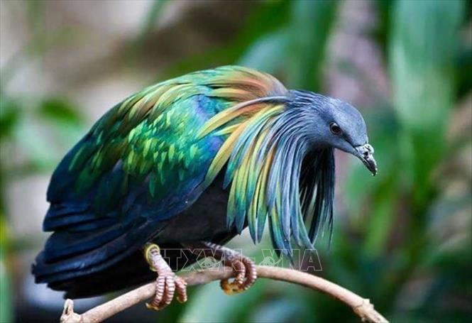 Slightly larger than other pigeons, they have a dark grey body with lustrous metallic blue-green and copper-bronze upperparts. It can easily be distinguished by its glistening mane-like neck hackles and sharply contrasting white tail coverts and tail. VNA Photo