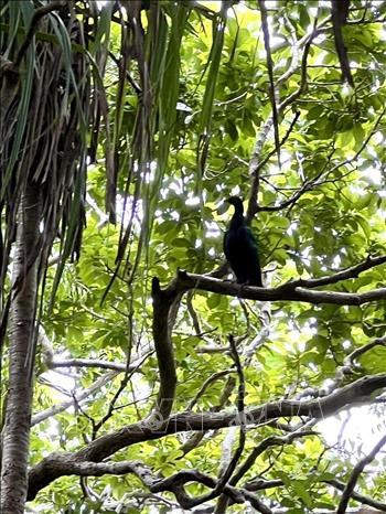 The Nicobar pigeon is one of the most beautiful of the many species of pigeons and is the only living member of the genus Caloenus. VNA Photo
