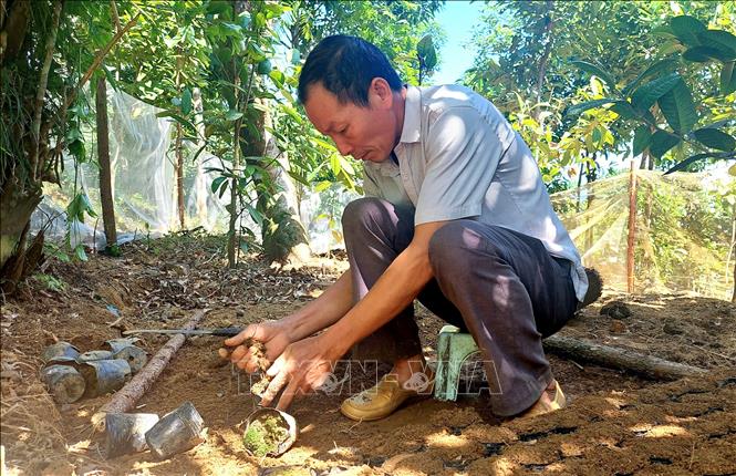 Trong ảnh: Ông  Triệu Quý Bảo, thôn Bắc Cái, xã Đồn Đạc làm bầu ươm cây giống trà hoa vàng. Ảnh: Thanh Vân-TTXVN 