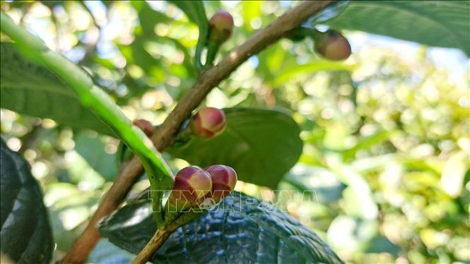 Trong ảnh: Hoa của trà hoa vàng khi chưa cho thu hoạch. Hiện nay địa phương đang làm thủ tục cho tỉnh thẩm định để báo cáo Trung ương phát triển sản phẩm chè hoa vàng thành danh hiệu cấp quốc gia. Ảnh: Thanh Vân-TTXVN 