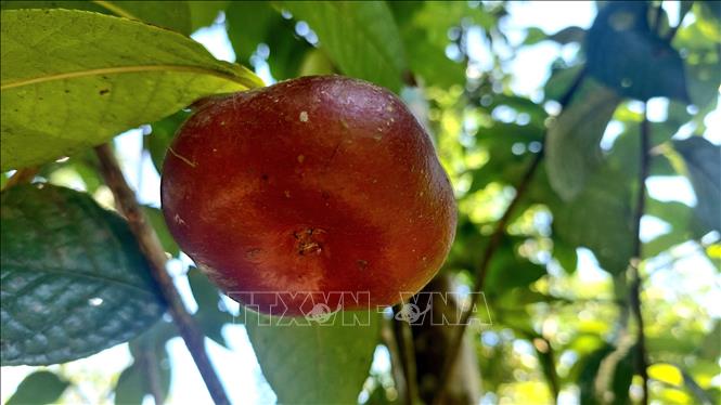 Local people grow ripe fruits from golden camellia for seedlings. VNA Photo: Thanh Vân