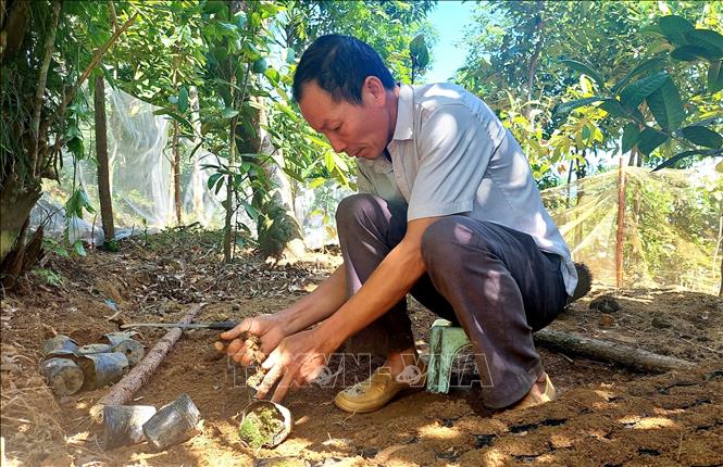 Mr. Trieu Quy Bao prepares golden camellia's seedlings. VNA Photo: Thanh Vân
