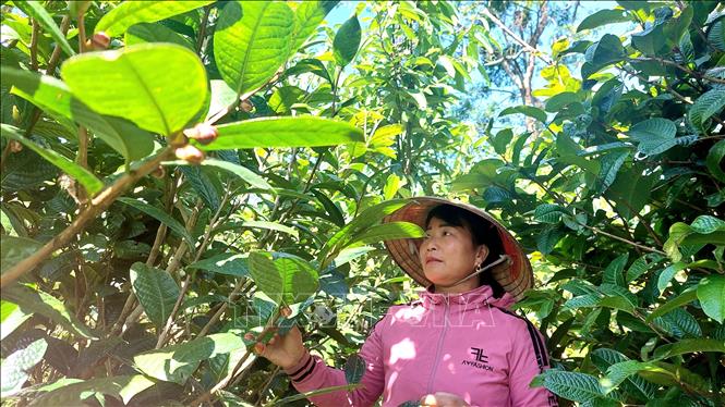 Farmers need to check on the blooming levels of golden camellia each day to see which trees are ready for harvest. VNA Photo: Thanh Vân