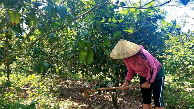 Mrs. Trieu Kim Lien - a farmer clears the soil under a golden camellia tree. VNA Photo: Thanh Vân