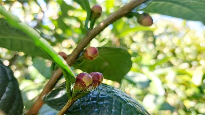 Golden camellia flower’s buds. VNA Photo: Thanh Vân
