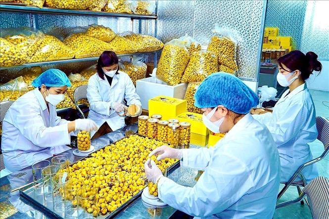 Workers processing golden camillia flowers in Ba Che district. VNA Photo: Thanh Vân