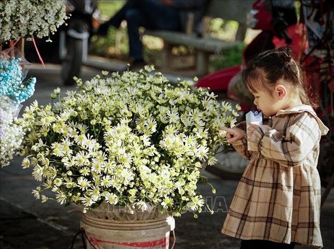 A baby learns the look and feel of daisy flowers. VNA Photo: Khánh Hoà