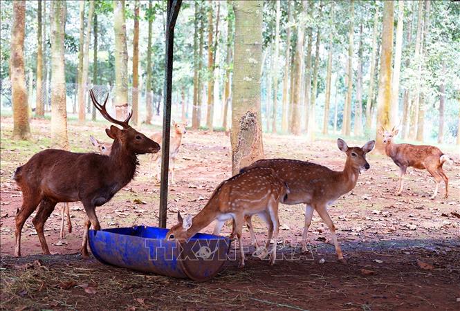 Trong ảnh: Khu nuôi hươu trong vườn thú trên Đảo Ó - Đồng Trường. Ảnh: Hồng Đạt - TTXVN
